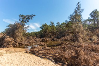 Avustralya 'nın Yeni Güney Galler bölgesindeki Yarramundi Reserve' de yaşanan şiddetli sel felaketinin ardından Nepean Nehri yakınlarındaki devrilmiş ağaçların fotoğrafları.