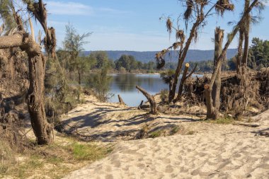 Avustralya 'nın Yeni Güney Galler bölgesindeki Yarramundi Reserve' de yaşanan şiddetli sel felaketinin ardından Nepean Nehri yakınlarındaki devrilmiş ağaçların fotoğrafları.