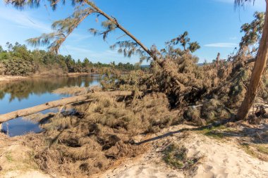 Avustralya 'nın Yeni Güney Galler bölgesindeki Yarramundi Reserve' de yaşanan şiddetli sel felaketinin ardından Nepean Nehri yakınlarındaki devrilmiş ağaçların fotoğrafları.