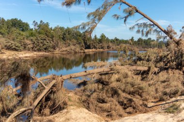 Avustralya 'nın Yeni Güney Galler bölgesindeki Yarramundi Reserve' de yaşanan şiddetli sel felaketinin ardından Nepean Nehri yakınlarındaki devrilmiş ağaçların fotoğrafları.