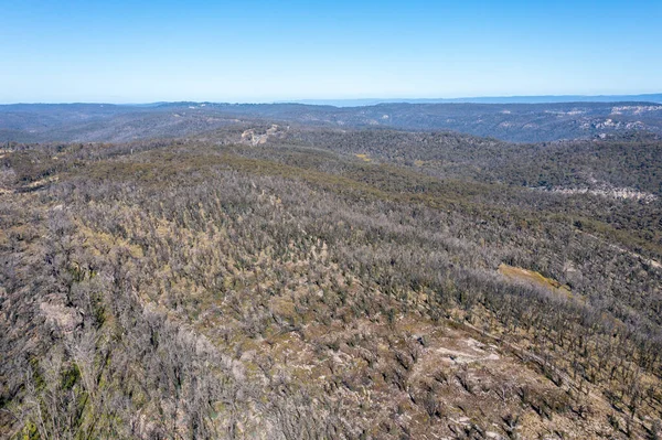 Drone Aerial Photograph Forest Regeneration Bushfires Blue Mountains New South — Stock Photo, Image