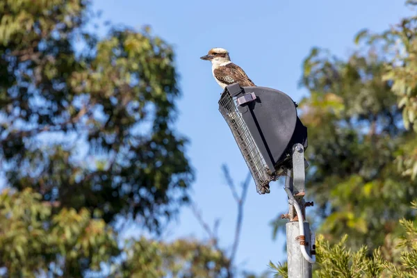 Φωτογραφία Ενός Αυστραλού Kookaburra Που Κάθεται Ένα Φωτεινό Πύργο Κοντά — Φωτογραφία Αρχείου