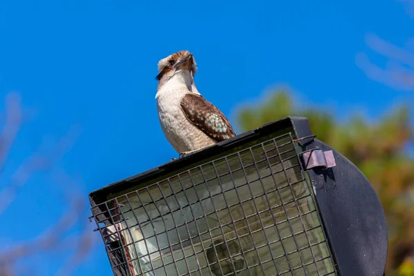 Φωτογραφία Ενός Αυστραλού Kookaburra Που Κάθεται Ένα Φωτεινό Πύργο Κοντά — Φωτογραφία Αρχείου