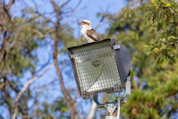 Φωτογραφία Ενός Αυστραλού Kookaburra Που Κάθεται Ένα Φωτεινό Πύργο Κοντά — Φωτογραφία Αρχείου