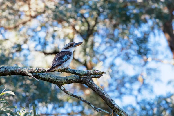 Φωτογραφία Ενός Αυστραλού Kookaburra Που Κάθεται Ένα Κλαδί Δέντρου Στην — Φωτογραφία Αρχείου