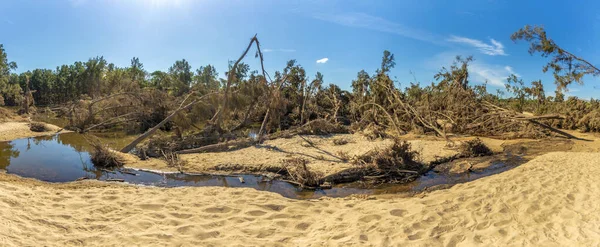 Avustralya 'da Yeni Güney Galler' in Hawkesbury bölgesindeki Yarramundi Reserve 'deki sel felaketinin ardından Grose Nehri yakınlarındaki devrilmiş ağaçların fotoğrafları.