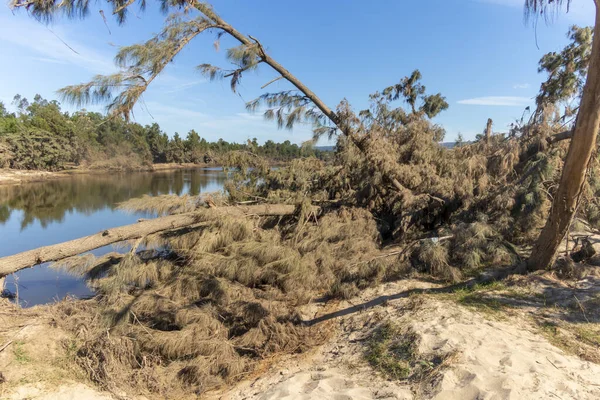 Avustralya 'nın Yeni Güney Galler bölgesindeki Yarramundi Reserve' de yaşanan şiddetli sel felaketinin ardından Nepean Nehri yakınlarındaki devrilmiş ağaçların fotoğrafları.