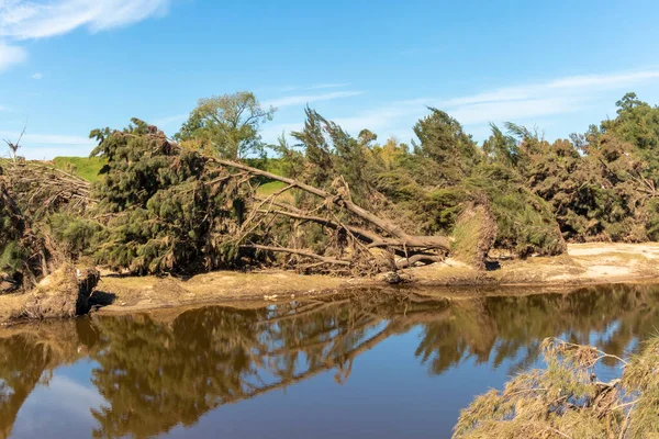 Avustralya 'nın Yeni Güney Galler bölgesindeki Yarramundi Reserve' de yaşanan şiddetli sel felaketinin ardından Nepean Nehri yakınlarındaki devrilmiş ağaçların fotoğrafları.