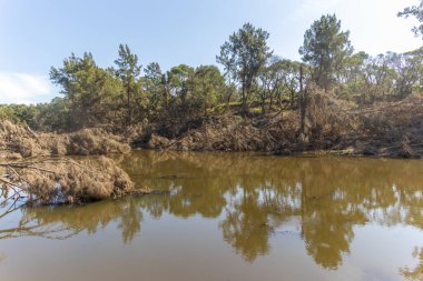 Avustralya 'nın Yeni Güney Galler bölgesindeki Yarramundi Reserve' de yaşanan şiddetli sel felaketinin ardından Nepean Nehri yakınlarındaki devrilmiş ağaçların fotoğrafları.