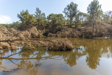 Avustralya 'nın Yeni Güney Galler bölgesindeki Yarramundi Reserve' de yaşanan şiddetli sel felaketinin ardından Nepean Nehri yakınlarındaki devrilmiş ağaçların fotoğrafları.