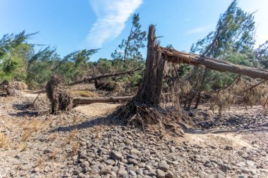 Avustralya 'nın Yeni Güney Galler bölgesindeki Yarramundi Reserve' deki sel felaketinin ardından düşen ağaçların fotoğrafları.
