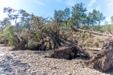 Avustralya 'nın Yeni Güney Galler bölgesindeki Yarramundi Reserve' deki sel felaketinin ardından düşen ağaçların fotoğrafları.