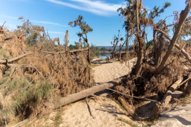 Avustralya 'nın Yeni Güney Galler bölgesindeki Yarramundi Reserve' deki sel felaketinin ardından düşen ağaçların fotoğrafları.