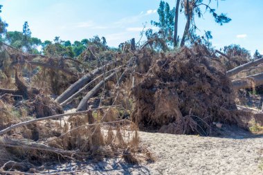 Avustralya 'nın Yeni Güney Galler bölgesindeki Yarramundi Reserve' deki sel felaketinin ardından düşen ağaçların fotoğrafları.
