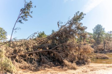Avustralya 'nın Yeni Güney Galler bölgesindeki Yarramundi Reserve' deki sel felaketinin ardından düşen ağaçların fotoğrafları.