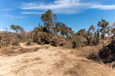 Avustralya 'nın Yeni Güney Galler bölgesindeki Yarramundi Reserve' deki sel felaketinin ardından düşen ağaçların fotoğrafları.