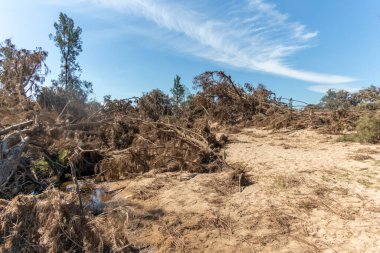 Avustralya 'nın Yeni Güney Galler bölgesindeki Yarramundi Reserve' deki sel felaketinin ardından düşen ağaçların fotoğrafları.