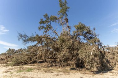 Avustralya 'nın Yeni Güney Galler bölgesindeki Yarramundi Reserve' deki sel felaketinin ardından düşen ağaçların fotoğrafları.