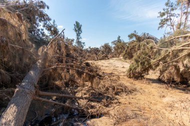 Avustralya 'nın Yeni Güney Galler bölgesindeki Yarramundi Reserve' deki sel felaketinin ardından düşen ağaçların fotoğrafları.