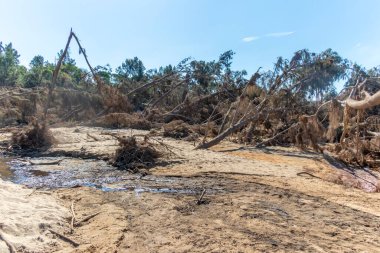 Avustralya 'nın Yeni Güney Galler bölgesindeki Yarramundi Reserve' deki sel felaketinin ardından düşen ağaçların fotoğrafları.