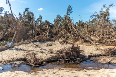 Avustralya 'nın Yeni Güney Galler bölgesindeki Yarramundi Reserve' deki sel felaketinin ardından düşen ağaçların fotoğrafları.
