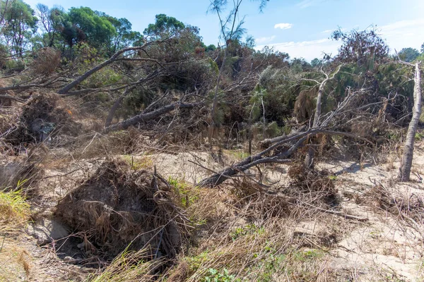 Fotografering Fallna Träd Efter Allvarliga Översvämningar Yarramundi Reserve Hawkesbury Regionen — Stockfoto