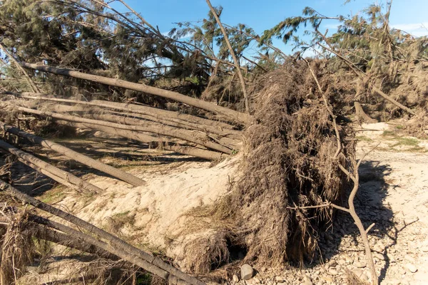 Fotografering Fallna Träd Efter Allvarliga Översvämningar Yarramundi Reserve Hawkesbury Regionen — Stockfoto