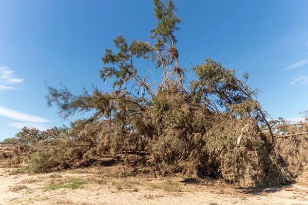 Fotografering Fallna Träd Efter Allvarliga Översvämningar Yarramundi Reserve Hawkesbury Regionen — Stockfoto