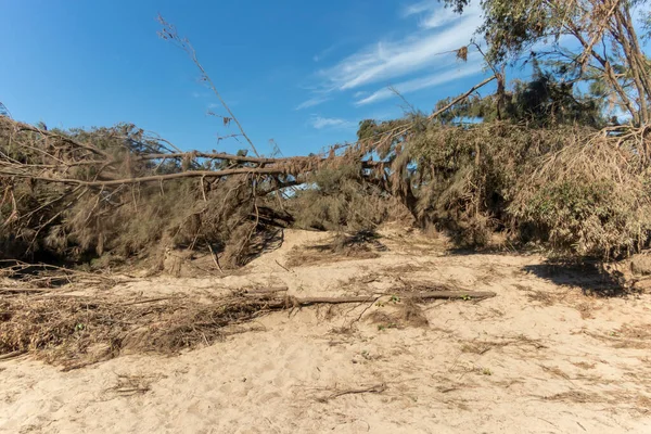 Fotografering Fallna Träd Efter Allvarliga Översvämningar Yarramundi Reserve Hawkesbury Regionen — Stockfoto