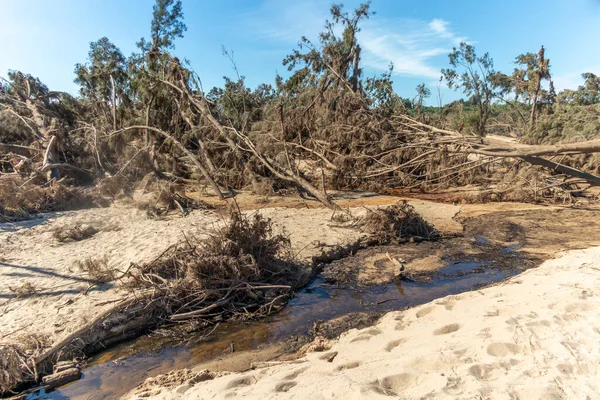 Fotografering Fallna Träd Efter Allvarliga Översvämningar Yarramundi Reserve Hawkesbury Regionen — Stockfoto