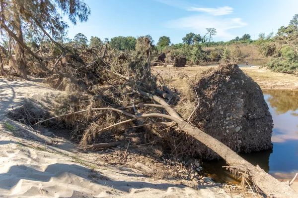 Fotografering Fallna Träd Efter Allvarliga Översvämningar Yarramundi Reserve Hawkesbury Regionen — Stockfoto