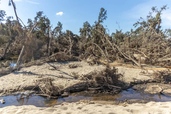 Fotografia Árvores Caídas Após Graves Inundações Reserva Yarramundi Região Hawkesbury — Fotografia de Stock