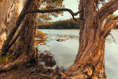 Avustralya 'da Yeni Güney Galler' in merkez kıyısındaki Avoca Lagoon 'da ağaç dallarında oturan su kuşlarının fotoğrafları.