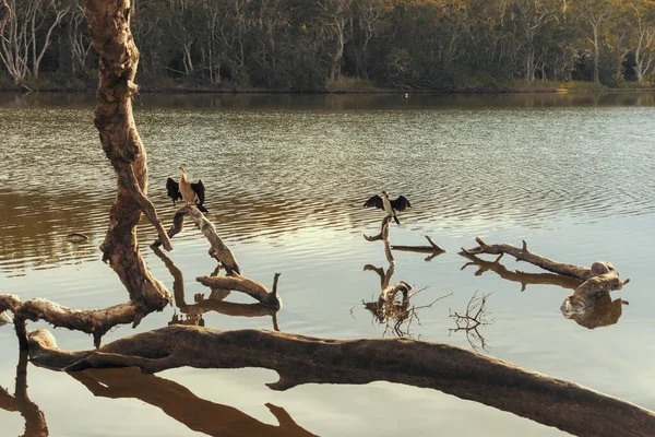 Φωτογραφία Υδρόβιων Πτηνών Που Κάθονται Κλαδιά Δέντρων Στο Νερό Στη — Φωτογραφία Αρχείου