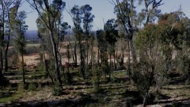 Imágenes Aéreas Aviones Tripulados Una Gran Mina Industrial Bosque Afectado — Vídeo de stock