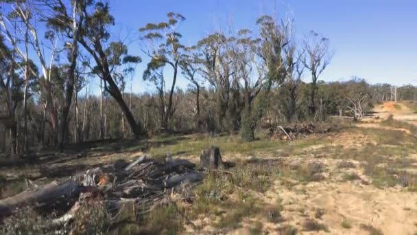 Imágenes Aéreas Drones Bosques Afectados Por Incendios Forestales Las Mesetas — Vídeos de Stock