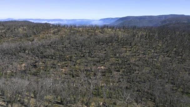 Drone Luchtbeelden Van Bosherstel Hergroei Bosbranden Blue Mountains Het Regionale — Stockvideo