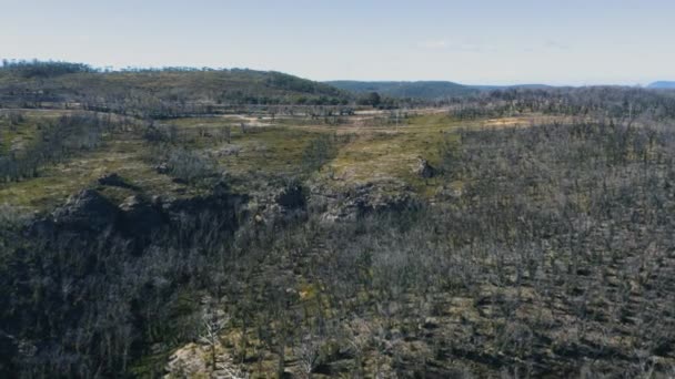 Rekaman Udara Drone Tentang Regenerasi Hutan Dan Pertumbuhan Kembali Setelah — Stok Video