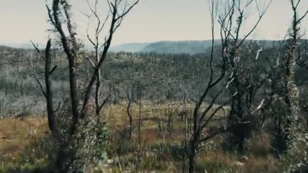 Filmato Aereo Drone Rigenerazione Forestale Ricrescita Dopo Gli Incendi Boschivi — Video Stock