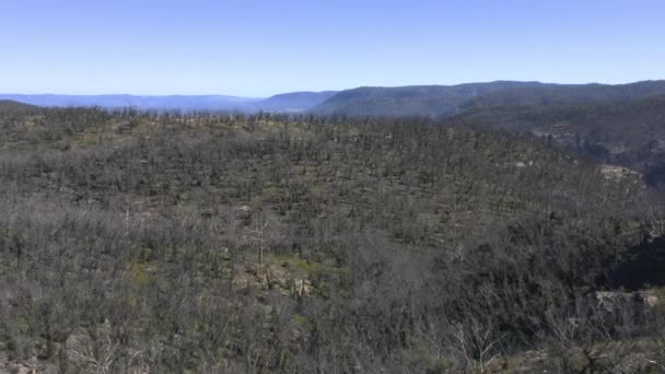 Imágenes Aéreas Drones Regeneración Forestal Rebrote Después Incendios Forestales Las — Vídeos de Stock