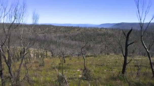Беспилотные Кадры Восстановления Роста Лесов После Лесных Пожаров Голубых Горах — стоковое видео