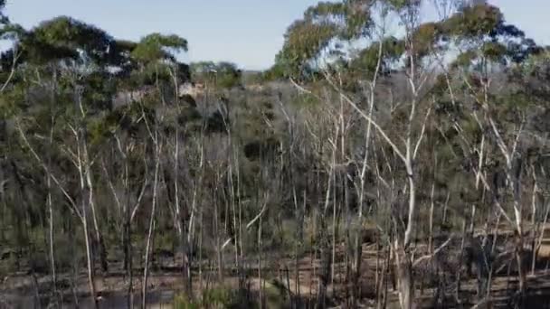 Rekaman Udara Drone Dari Tambang Pasir Besar Sedang Dibangun Hutan — Stok Video