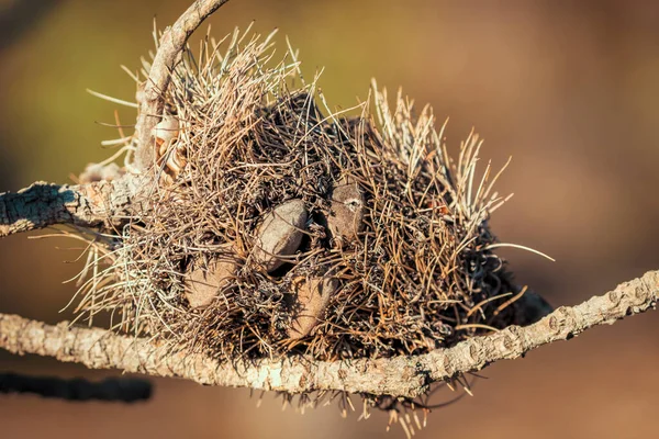 Fotografera Död Banksia Blomma Och Växt Grund Buskbränder Regionala Australien — Stockfoto