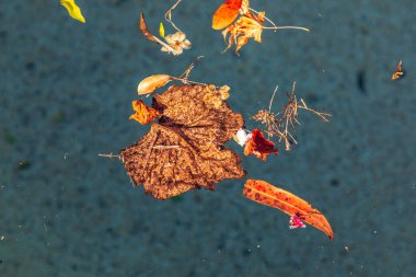 Rüzgâr fırtınası sırasında yüzme havuzunda yüzen renkli çiçekler ve yapraklar.