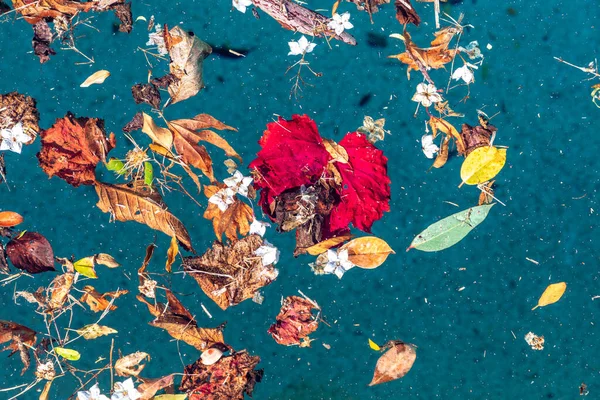 Flores Coloridas Hojas Flotando Una Piscina Durante Una Tormenta Viento —  Fotos de Stock