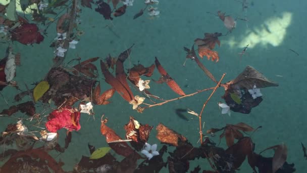 있다가 수영장에서 바람에 나뭇잎의 발자국 — 비디오