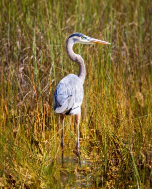 Everglades 'te yiyecek arayan Büyük Mavi Balıkçıl kuşunun fotoğrafı.