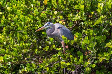Everglades 'te yiyecek arayan Büyük Mavi Balıkçıl kuşunun fotoğrafı.
