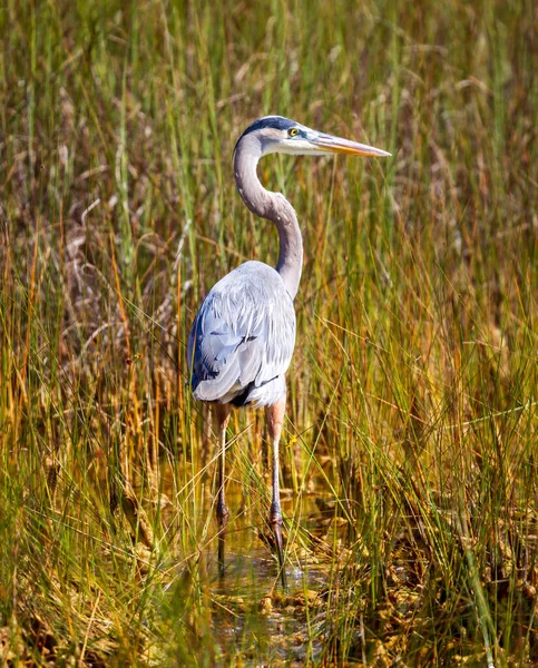 Fotografía Ave Gran Garza Azul Cazando Comida Los Everglades — Foto de Stock