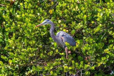 Everglades 'te yiyecek arayan Büyük Mavi Balıkçıl kuşunun fotoğrafı.